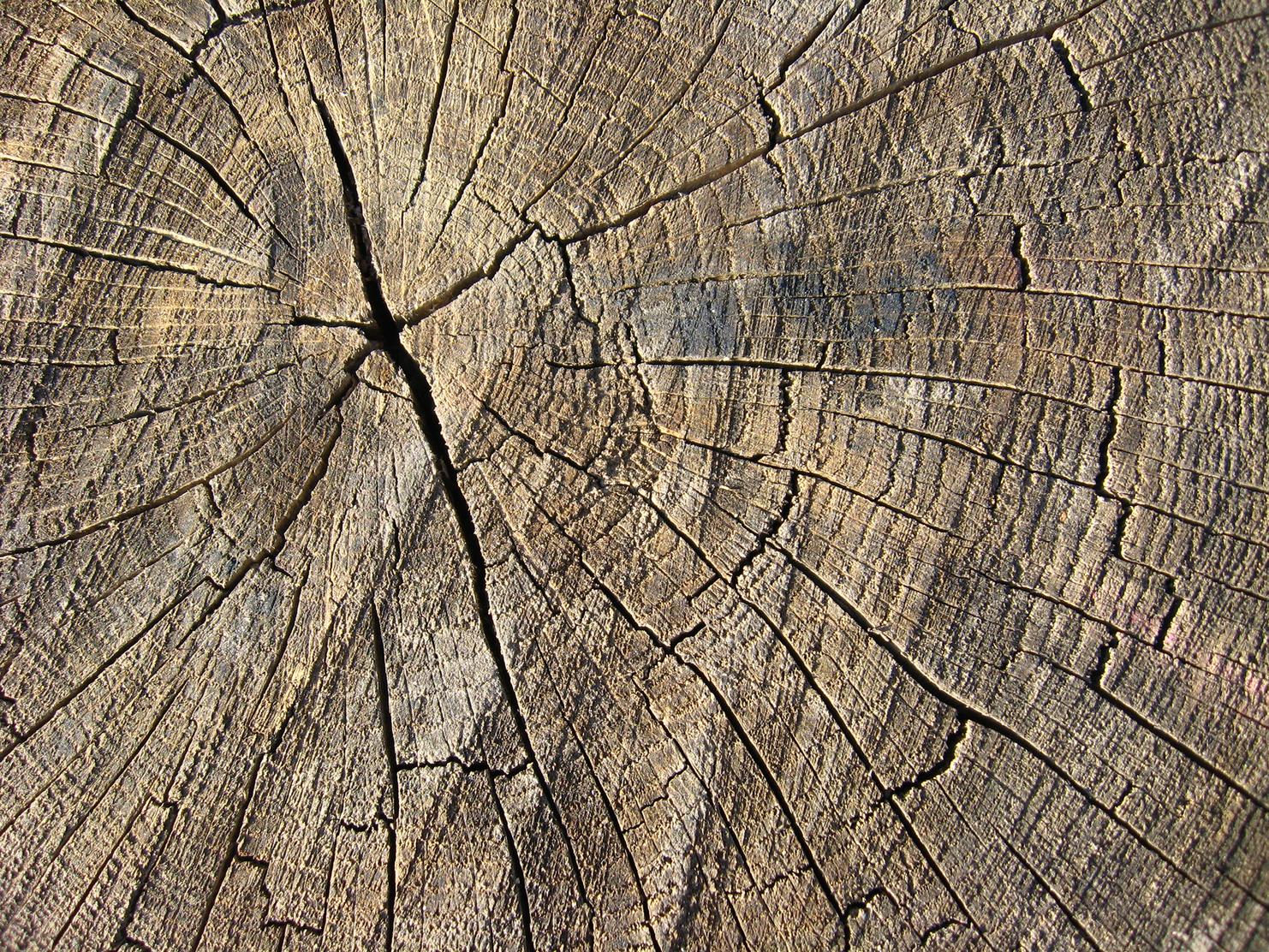 Querschnitt Baustamm Nahmaufnahme Querschnitt Baustamm Nahmaufnahme